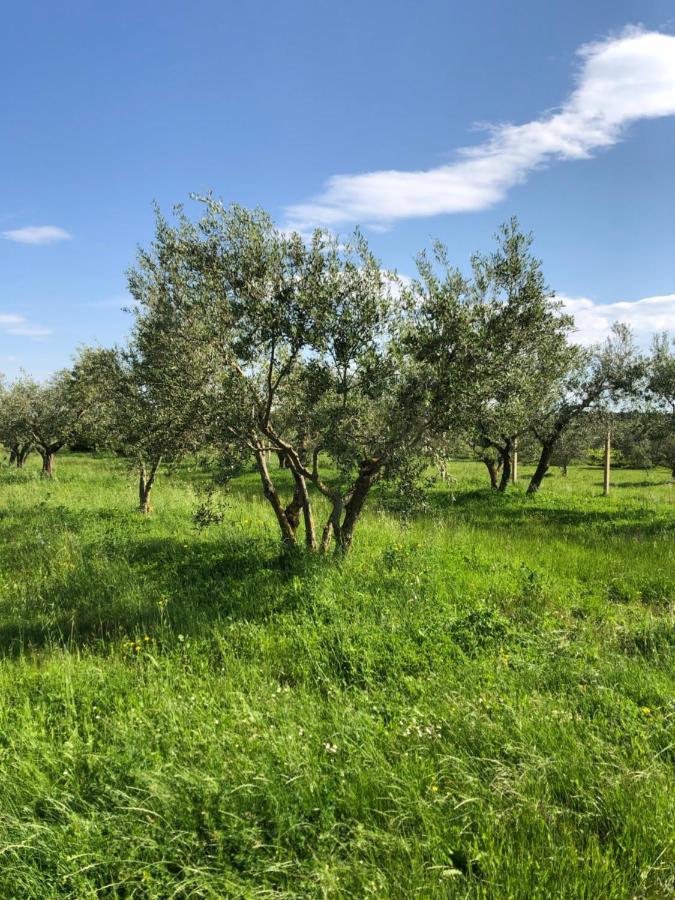 Olive Tree Apartments Umag Exteriör bild